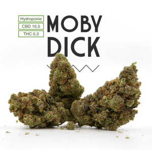 Fleur de CBD - MOBYDICK - CBD 16,5%  - THC < 0,3%